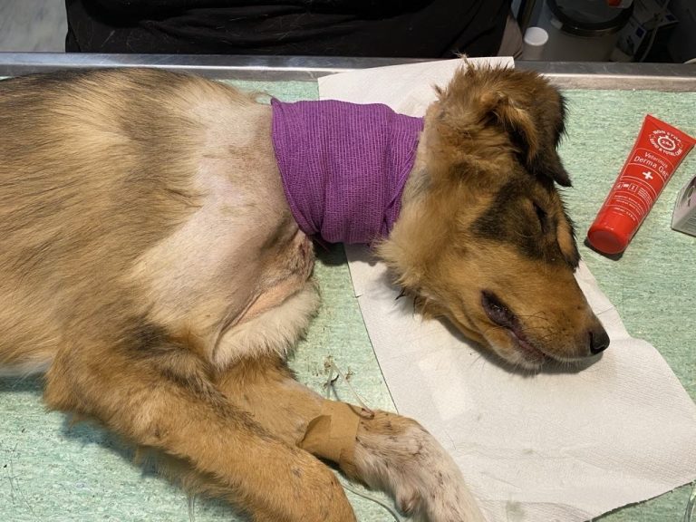 Seppel nach der letzten Operation